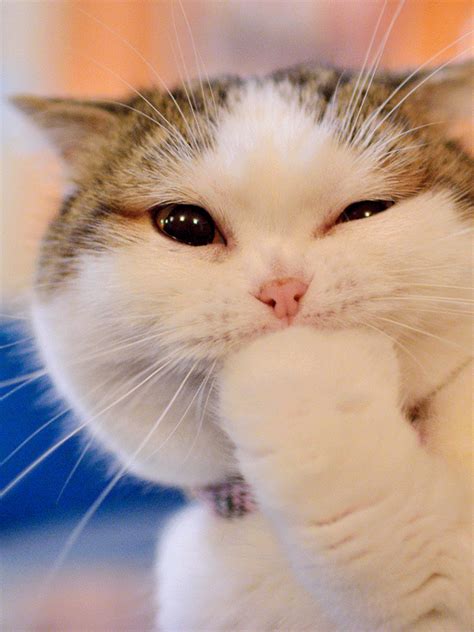 Meow .